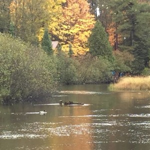 image10418