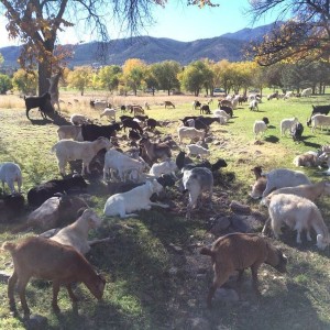 The goats have arrived!