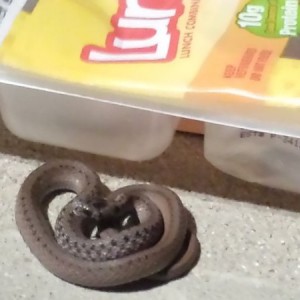 Anyone know what kind of snake?