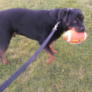 Howard's find on walk