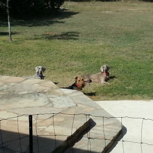 One of these it's not like the others....