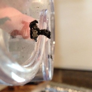 The reason to wear goggles when using a Dremel