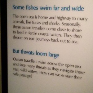 Some fishes swim far......the aquarium knows their grammar. Maybe they shou