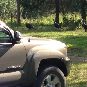 Turkeys