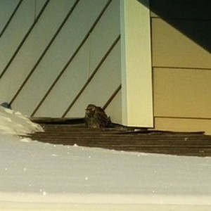 Poor widdle birdie...