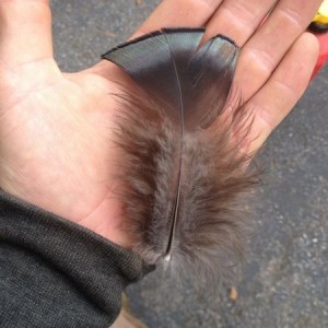 We were blowing a yard today, and spotted this feather. Doesn't look l