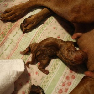 girl_pup_002