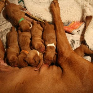 pups_11-14-14