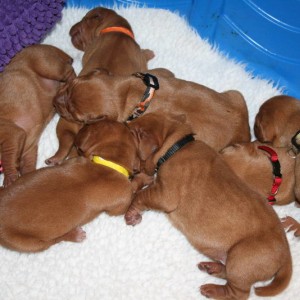 pups_11-18-14