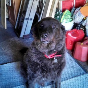 bear dog