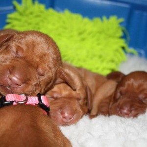 pups_11-20-14_016