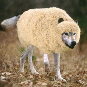 wolf-in-sheeps-clothing