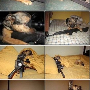 wicked-dogs-military-funny-1359697853