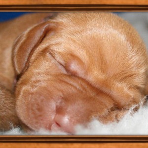 2014_pup