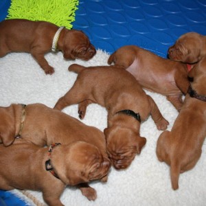 pups_11-26-014