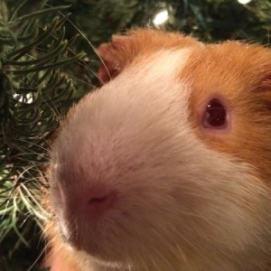 Jake the pig says happy holidays!