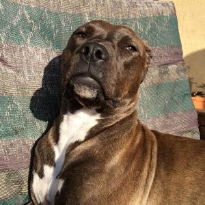 Taylor 10month female in morning sunshine