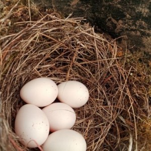Pheggs