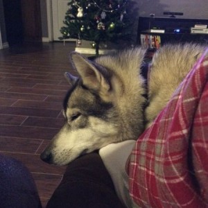 55lbs and swears she's a lap dog...