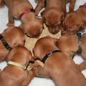 pups