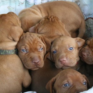 pups 12 6 14