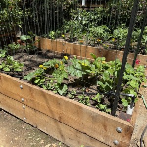 Raised beds