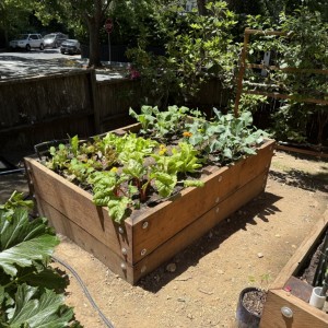 Raised beds