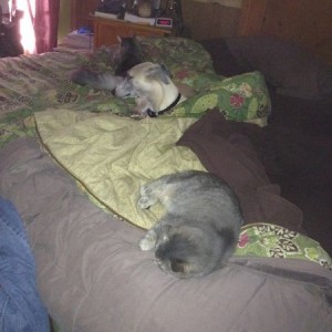 Our starving, freezing, neglected pets!