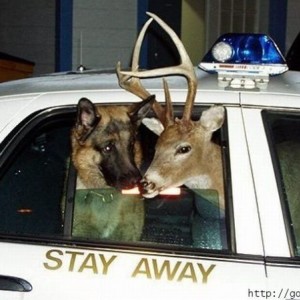 deer-in-cop-car