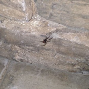 Was abouta kill it, pulled out my phone to take a picture, it ran off and I