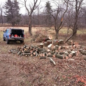 Big oak is too dangerous to do alone. Moved on to something more manageable