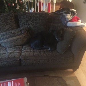 Lazy dog.