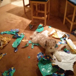 "Human, all the paper just exploded when you left the room" :face