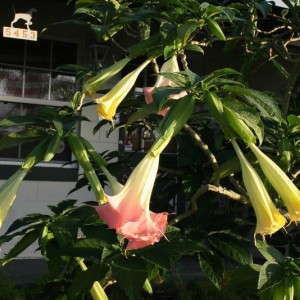 new years day Angels trumpets
