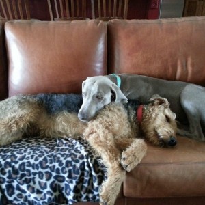 It's tough being a dog.....