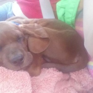 My new grand puppy. :D