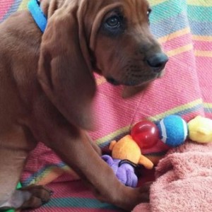 Another pic of Copper
