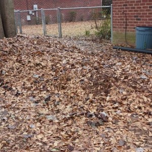 Test - Big leaf pile