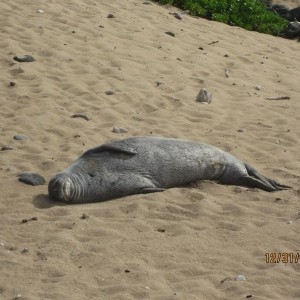 Kaena_Point_NYE_2014_7_