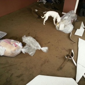 Watching guys lay my new bedroom carpet.