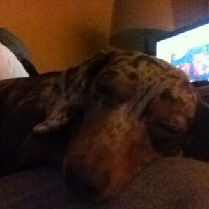 Phil I call ur sleeping Doxie with a mini Doxie