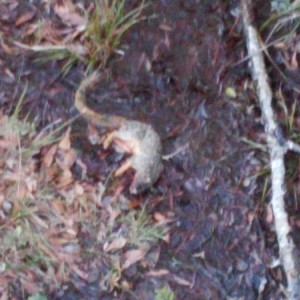 A .22 revolver may be my new deer stand pass time