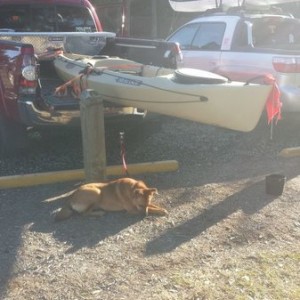 A little Charleston kayaking with the pup. She found out what oysters were 