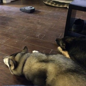 Robovac keeps running into them...surprised my husky isn't trying to a