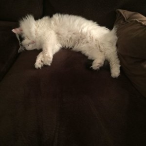 My cats got such a hard life.......