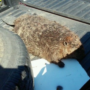 Beaver and Valentine's day, a winning combination