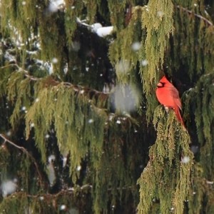 red cardinal