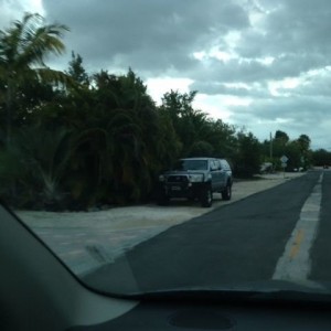 Spotted this morning on Ramrod Key Florida.