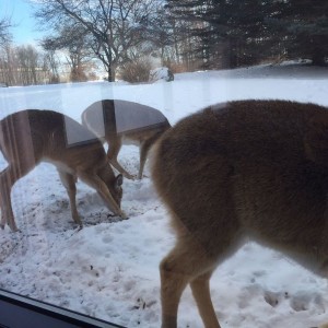 View from my office in Michigan