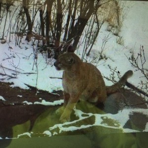 Aaaaand there's a mountain lion in our driveway. I'm afraid to go